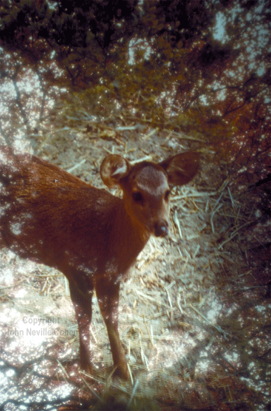 Deer, by John Neville Cohen.