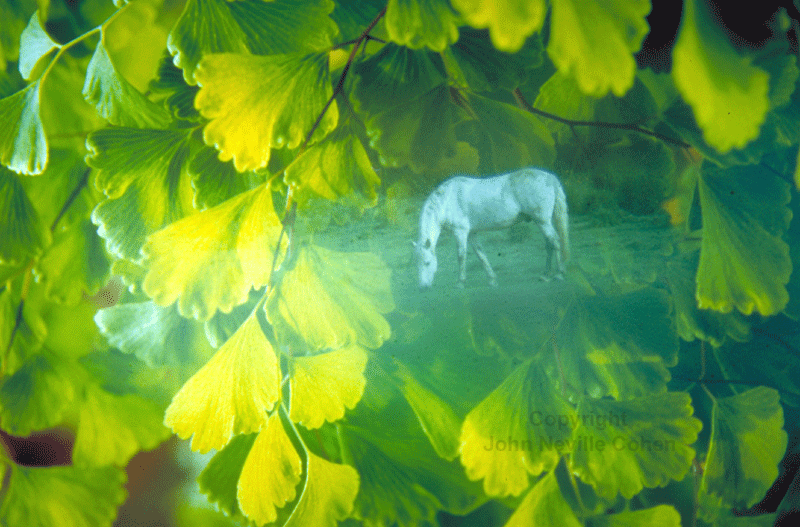 White horse, by John Neville Cohen.
