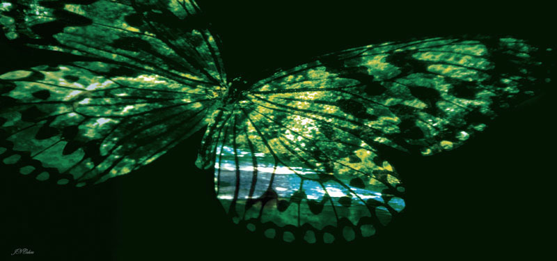'Butterfly River 1' Limited Edition Print