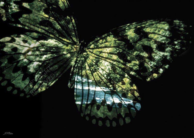 John Neville Cohen, Butterfly Country 07 - sunny river, green, blue