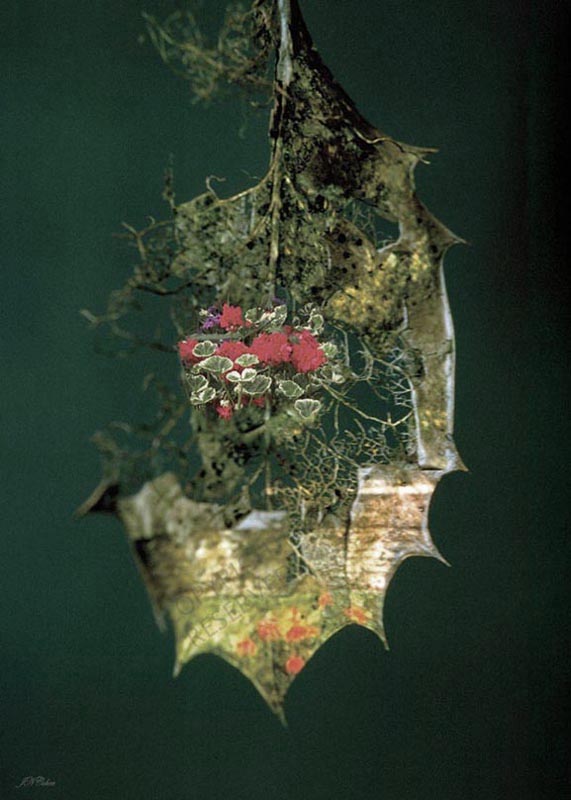 John Neville Cohen, Evergreen, decaying Holy leaf and flowers, Green, Red, Beige