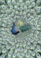 15 Peacock, by John Neville Cohen