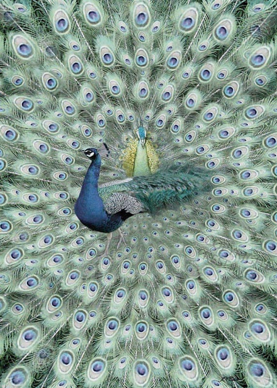 Large limited edition prints, Big, John Neville Cohen, Peacock 15, Blue, Green, Yellow