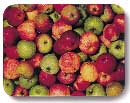 Apples Photography and Concept by John Neville Cohen