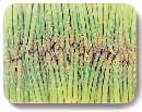 Asparagus Photography and Concept by John Neville Cohen
