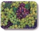 Grapes Photography and Concept by John Neville Cohen