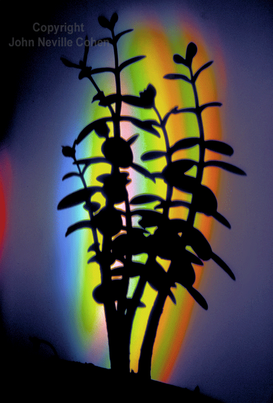 Colours, by John Neville Cohen.