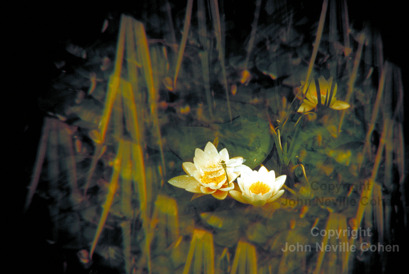 Dragonfly, by John Neville Cohen.