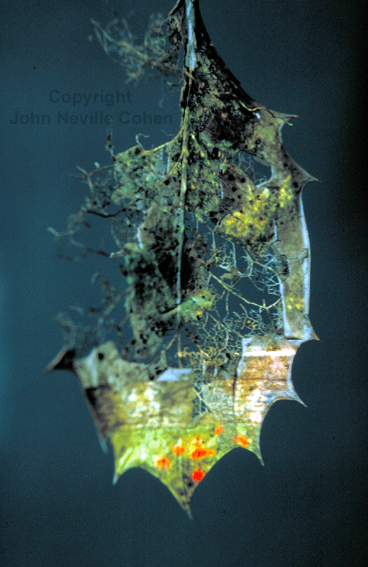 Evergreen, by John Neville Cohen.