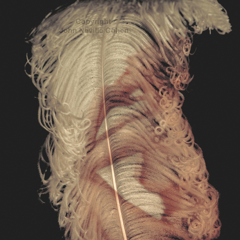 Nude and feather, by John Neville Cohen.