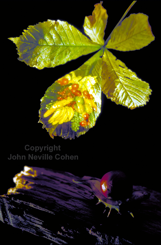 mellow fruitfulness, by John Neville Cohen.