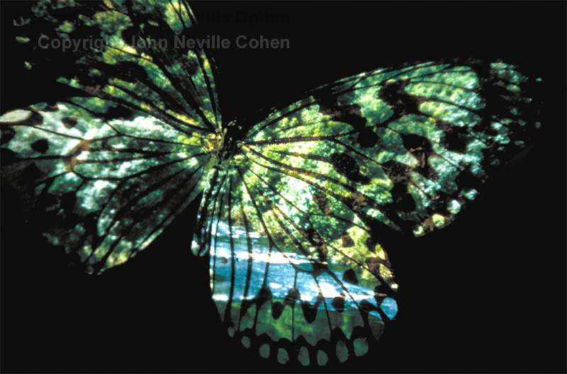 Butterfly Country, by John Neville Cohen.