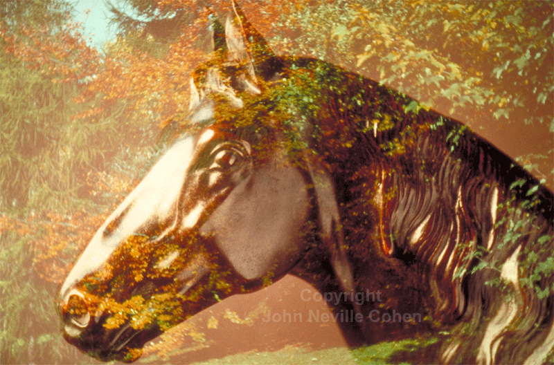 Horse, by John Neville Cohen.