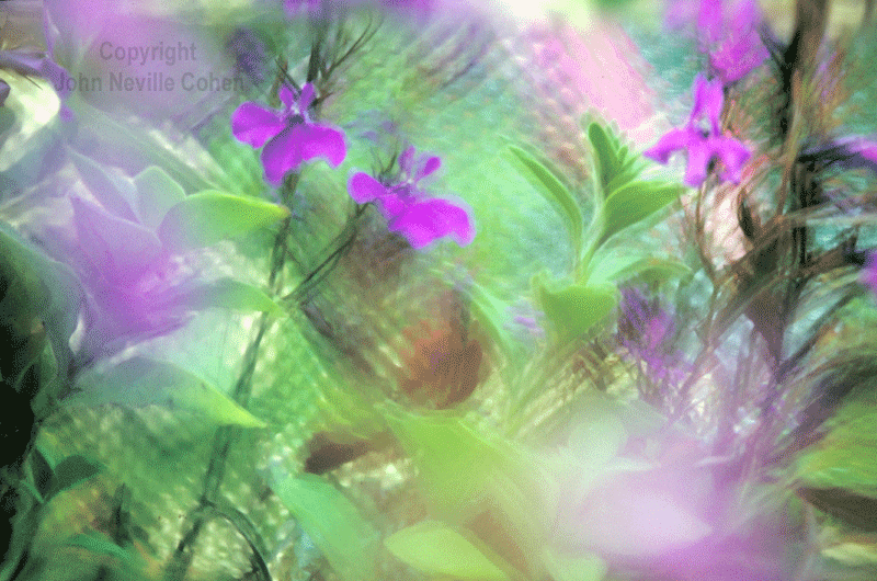 Breeding Flowers, by John Neville Cohen.