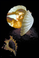 Sea nymph's mirror