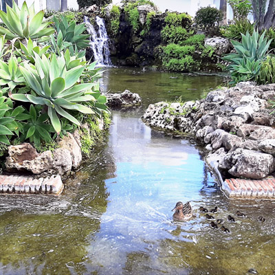 Pond